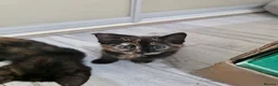 Bengal cats for sale: Stunning Bengal Cross Kittens - Advert 28