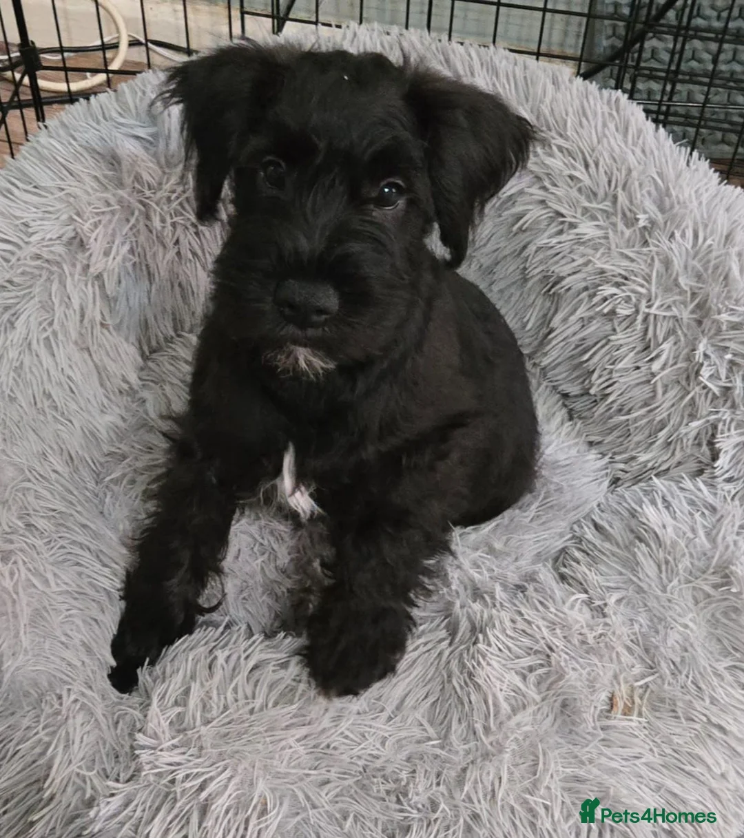 Miniature Schnauzer dogs for sale: Miniature schnauzer puppy - Advert 2