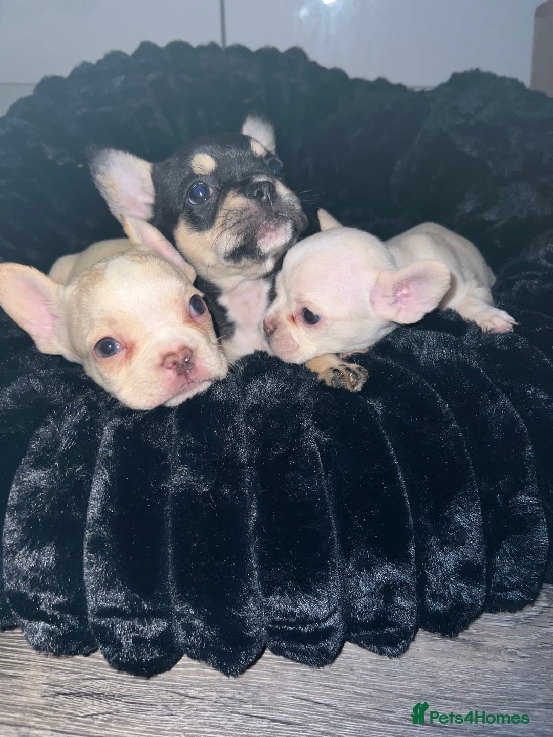 French Bulldog dogs for sale: French Bulldogs - Advert 3