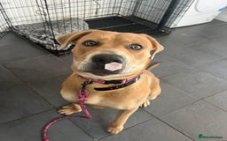 Mixed Breed dogs for sale: 11 month old Mastiff Cross  - Image 1