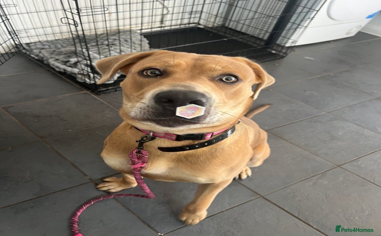 Mixed Breed dogs - Advert 1