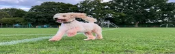Miniature Poodle dogs for sale: Stunning Miniature Poodle Puppies PRA clear  - Advert 5