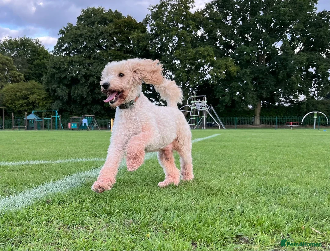 Miniature Poodle dogs for sale: Stunning Miniature Poodle Puppies PRA clear  - Advert 5