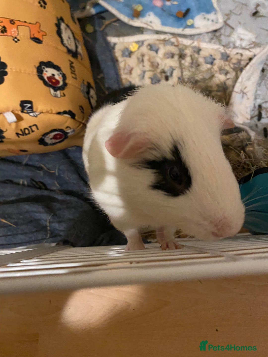 Guinea Pig rodents for sale: Male Guinea Pig- Revan  - Image 2