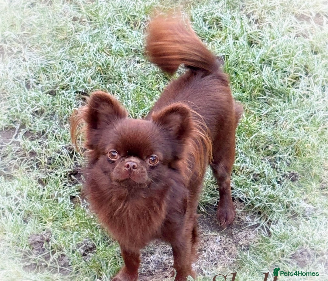 Chihuahua dogs for sale: Tiny kc reg babies!  - Advert 9