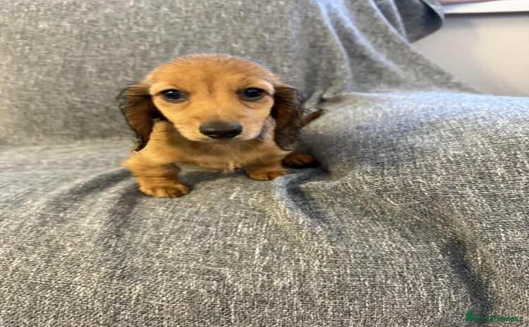 Miniature Dachshund dogs in Houghton le Spring - Advert 6