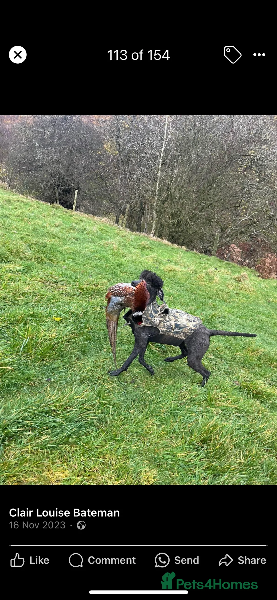 Standard Poodle dogs for stud: Silver standard poodle  in Wakefield - Advert 17