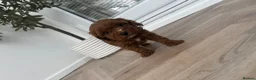 Cockapoo dogs for sale: Beautiful Cockapoo Puppies 3 Available 6 Weeks Old in Manchester - Advert 8