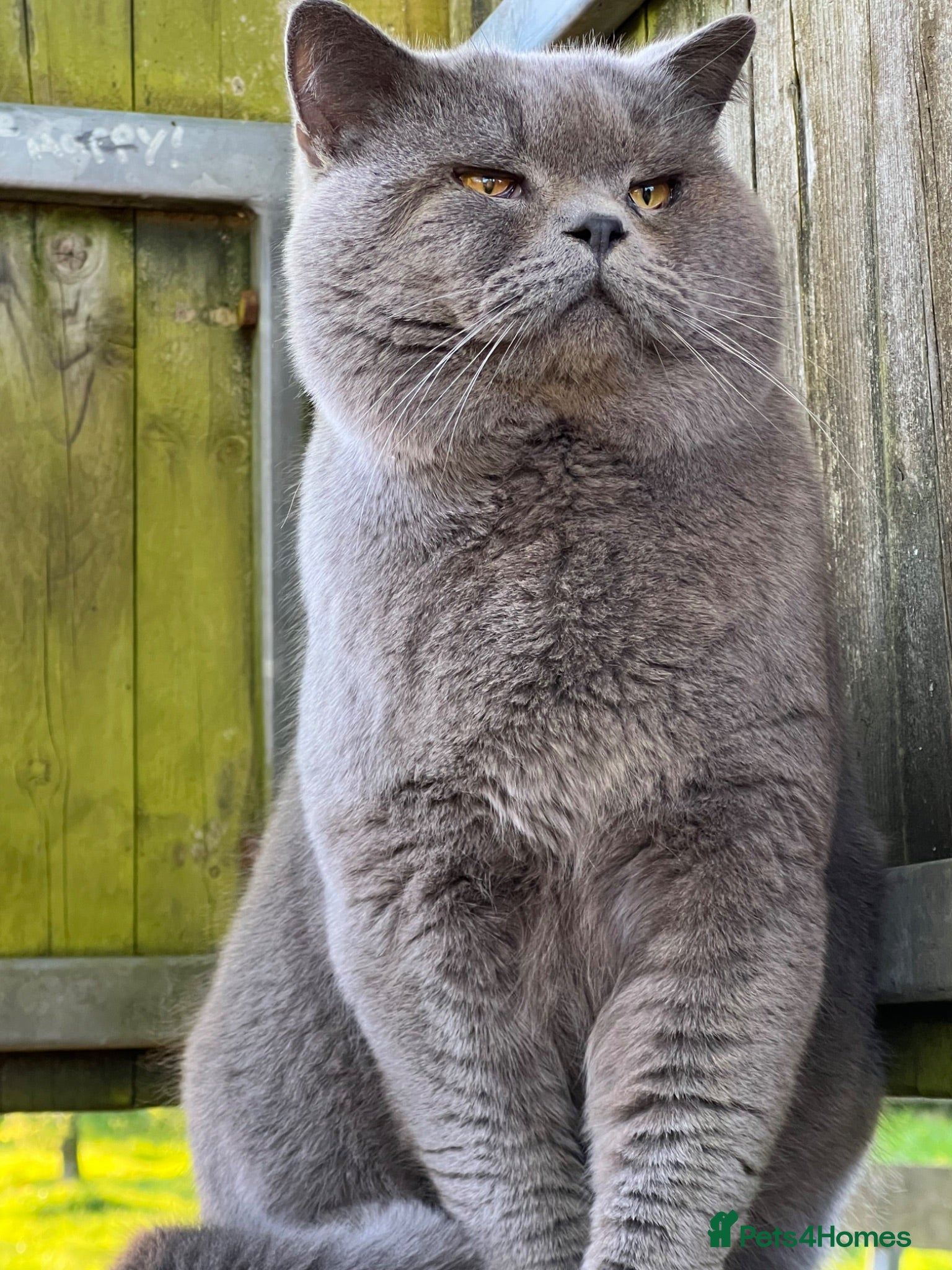 British Shorthair cats Beautiful British Shorthair & British Longhair  - Advert 1