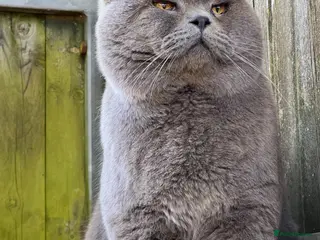 British Shorthair cats Beautiful British Shorthair & British Longhair - Advert 1
