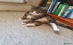 Domestic Shorthair cats for sale: Friendly Indoor & Outdoor Cat for new home - Image 3