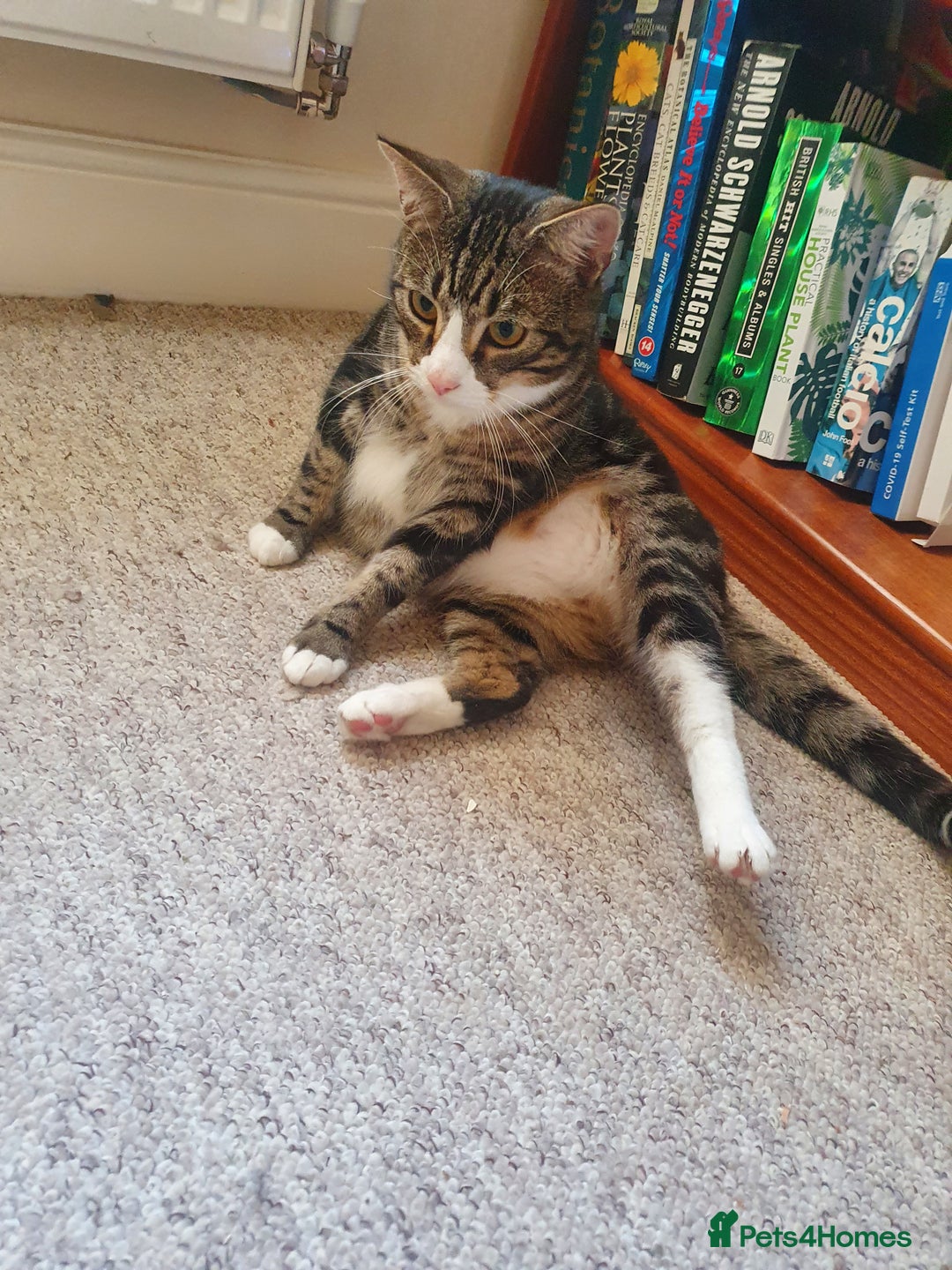 Domestic Shorthair cats for sale: Friendly Indoor & Outdoor Cat for new home - Image 3