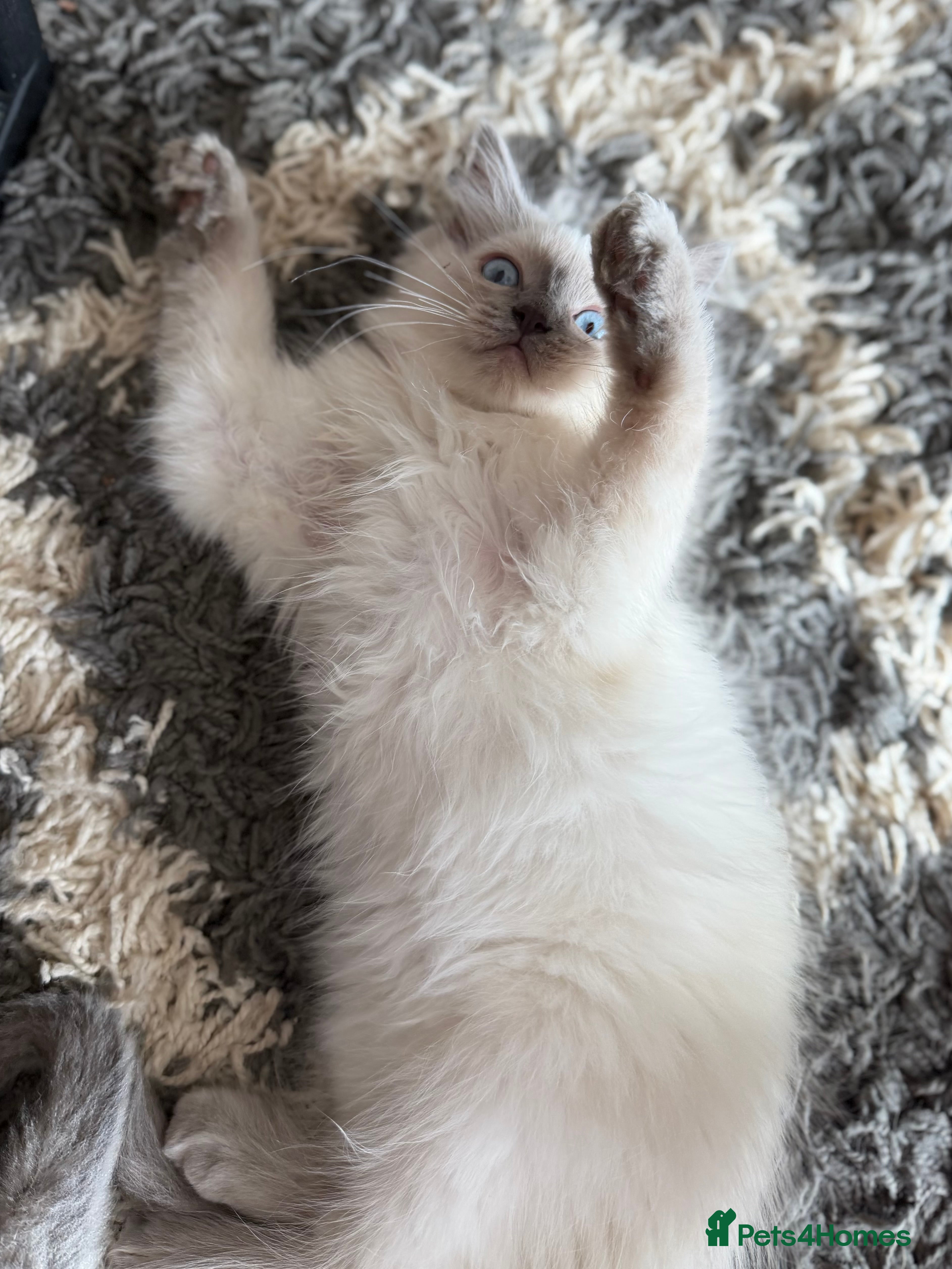 Ragdoll cats     💙 Stunning Pedigree Ragdoll Kittens GCCF - Advert 2
