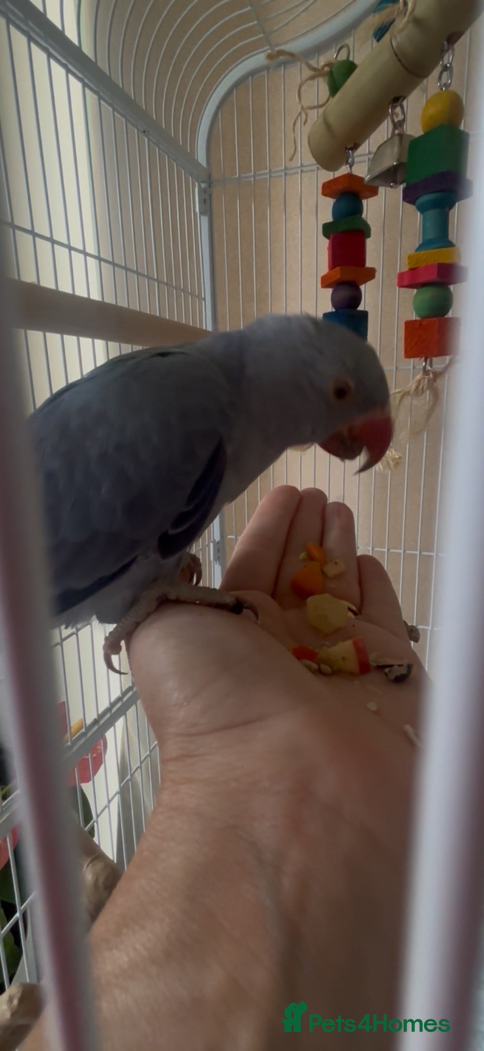 Ringnecks birds Blue violet female Indian ringneck  - Advert 2