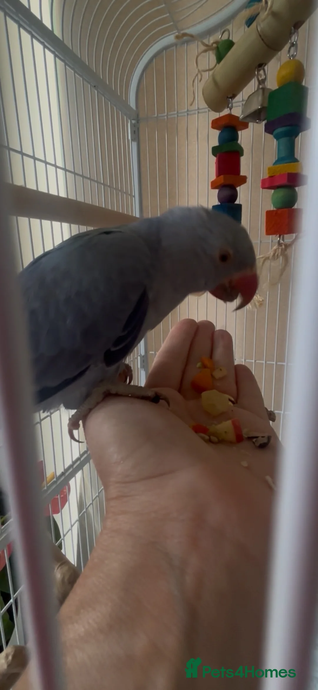Ringnecks birds for sale: Blue violet female Indian ringneck  in Sheffield - Advert 1