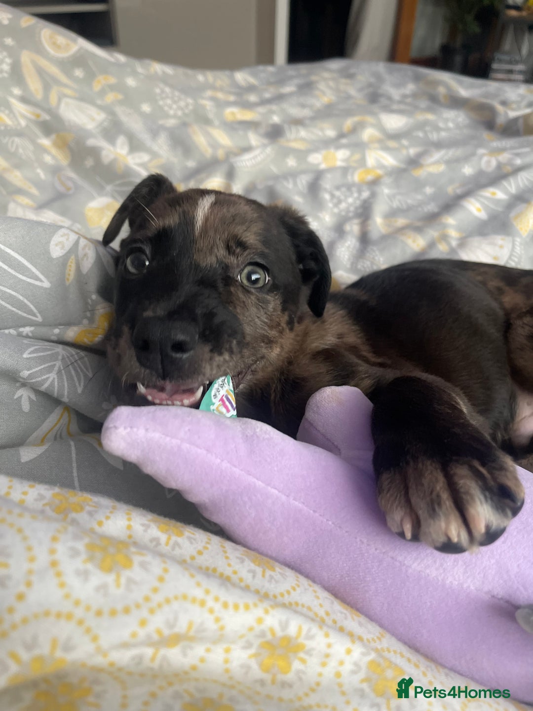 Mixed Breed dogs for sale: Groot - German Shephard Mix - Advert 9