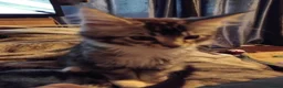 Maine Coon cats for sale: Maincoons  - Advert 2