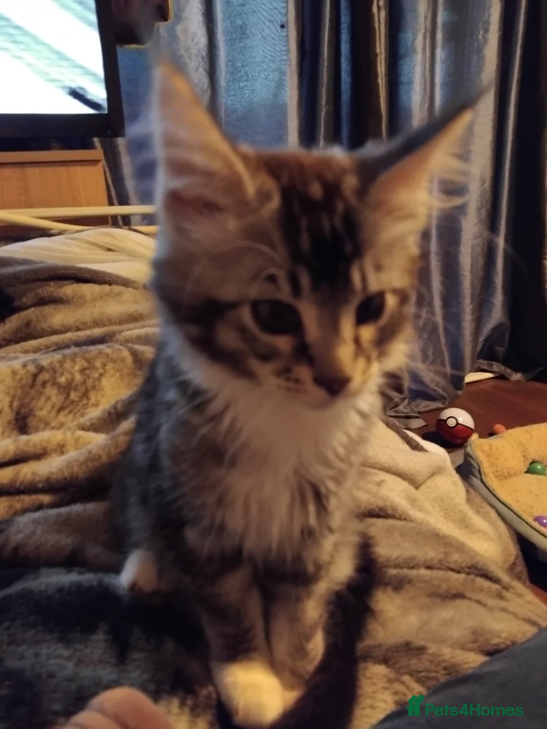 Maine Coon cats for sale: Maincoons  - Advert 2
