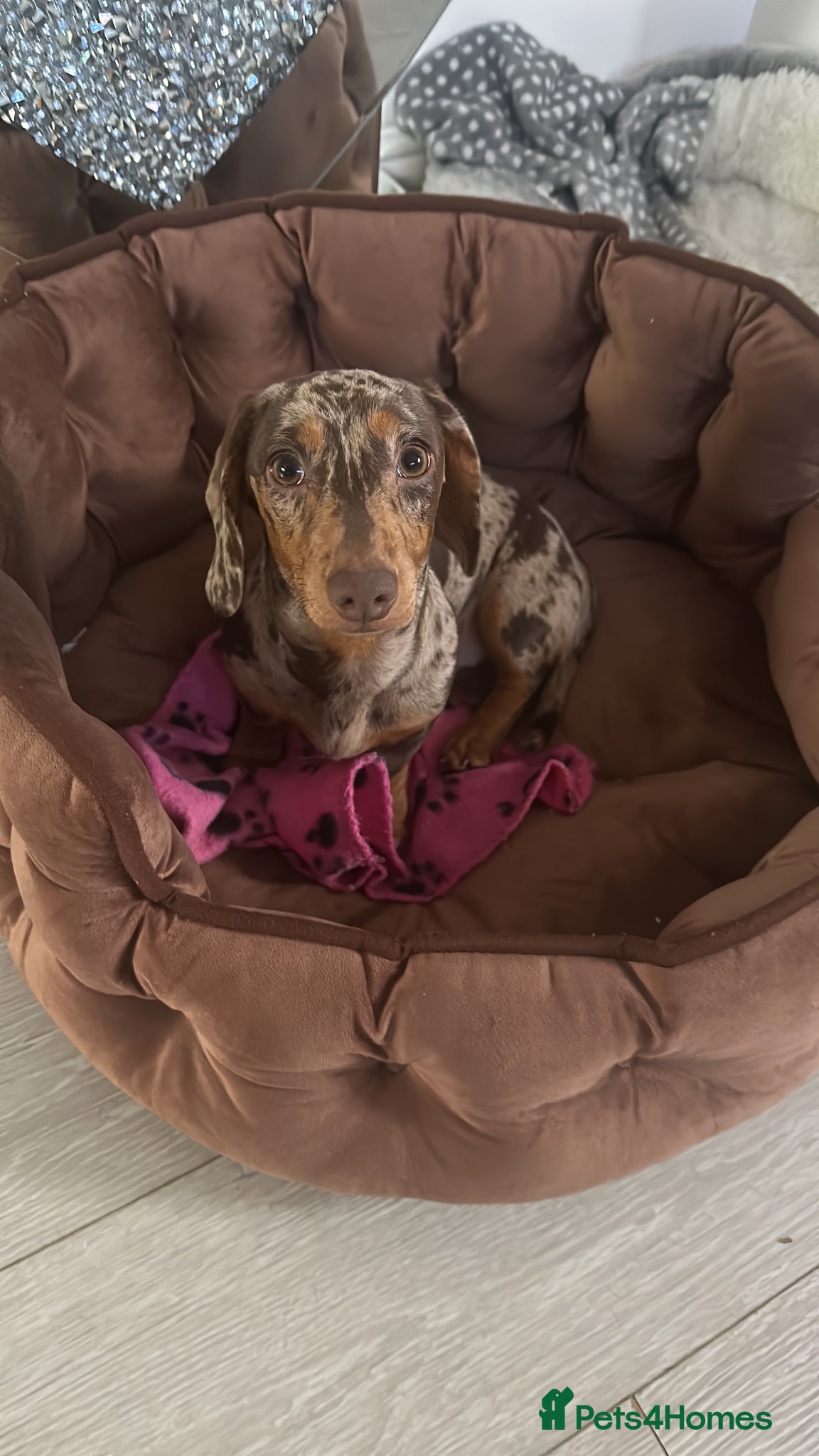 Miniature Dachshund dogs Beautiful Miniature Dachshunds  - Advert 1
