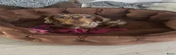 Miniature Dachshund dogs for sale: Beautiful Miniature Dachshunds  - Advert 1