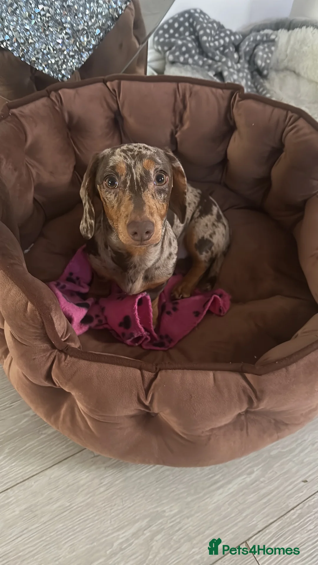 Miniature Dachshund dogs for sale: Beautiful Miniature Dachshunds  - Advert 1