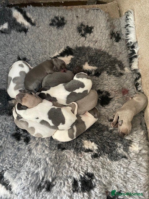 Whippet dogs Whippet Puppies for sale  - Advert 1