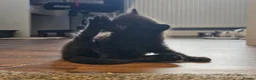Mixed Breed cats for sale: 4 Gorgeous Kittens in Runcorn - Advert 3