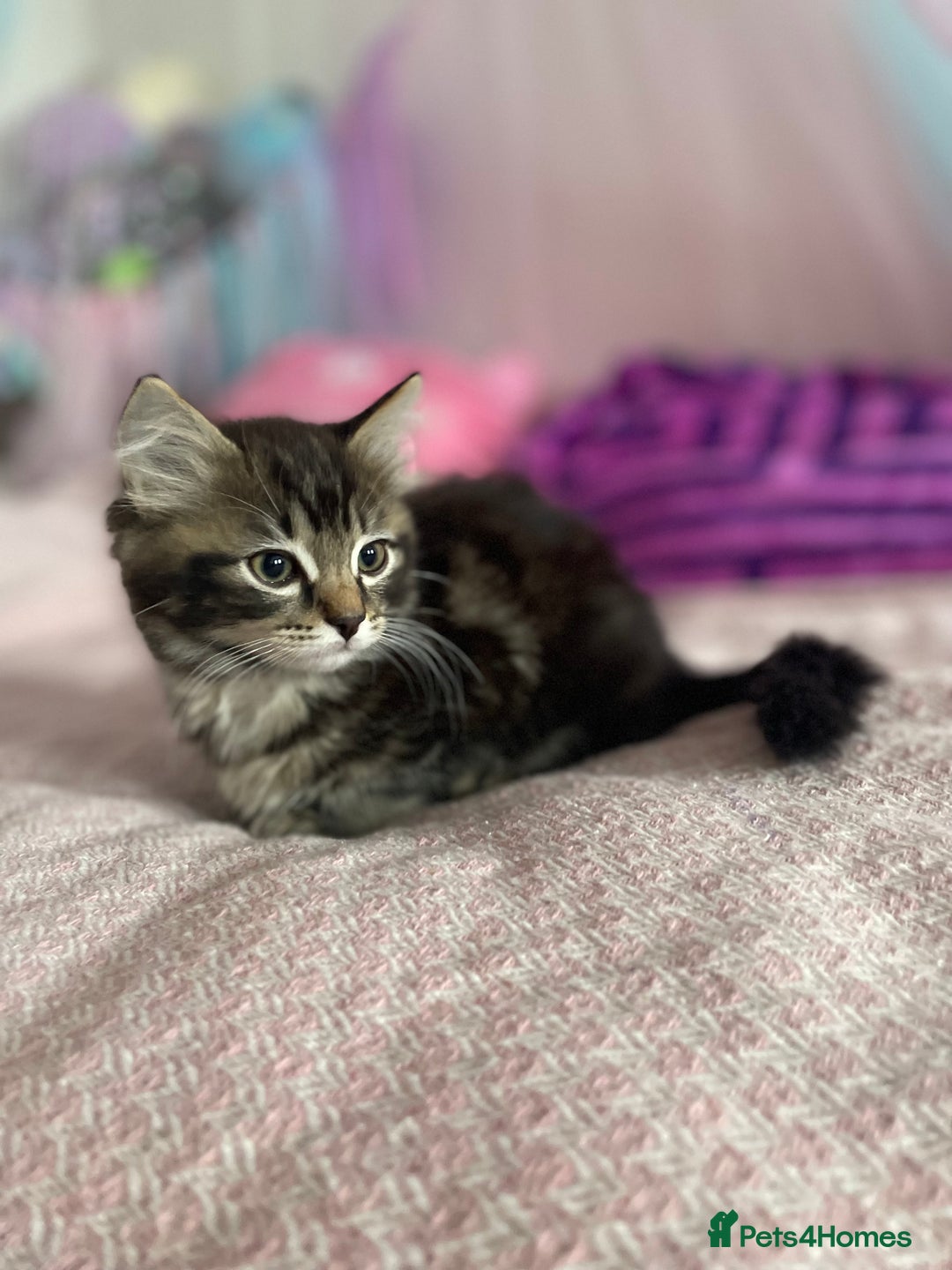 Mixed Breed cats for sale: Ragdool and Norwegian forest boy  - Advert 4