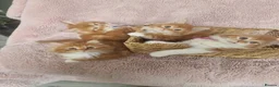 Norwegian Forest Cat cats for sale: Beautiful ginger Norwegian Forest fluffy kittens  - Advert 7