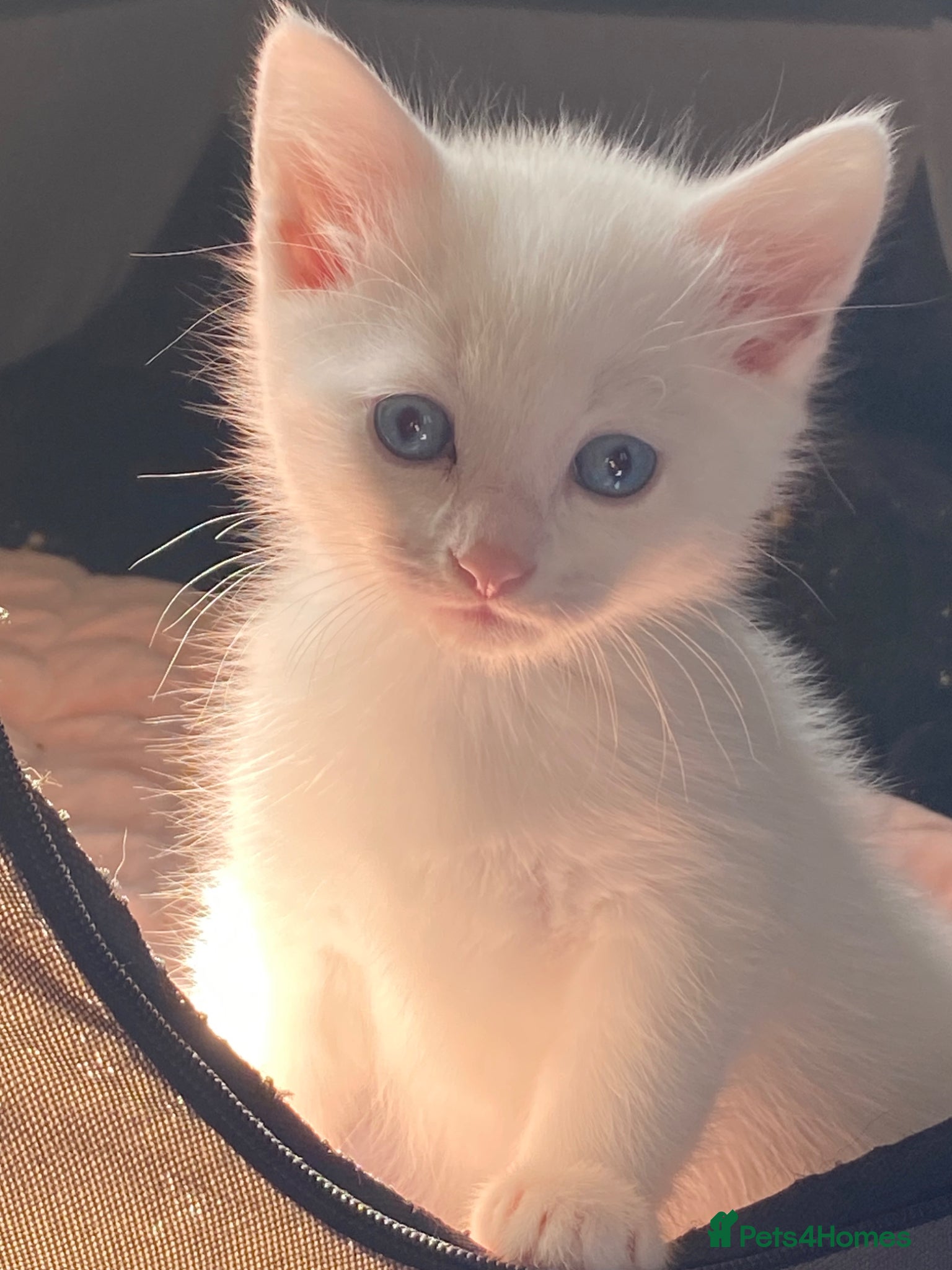 Bengal cats Snow Bengal/ khao manee kittens - Advert 7