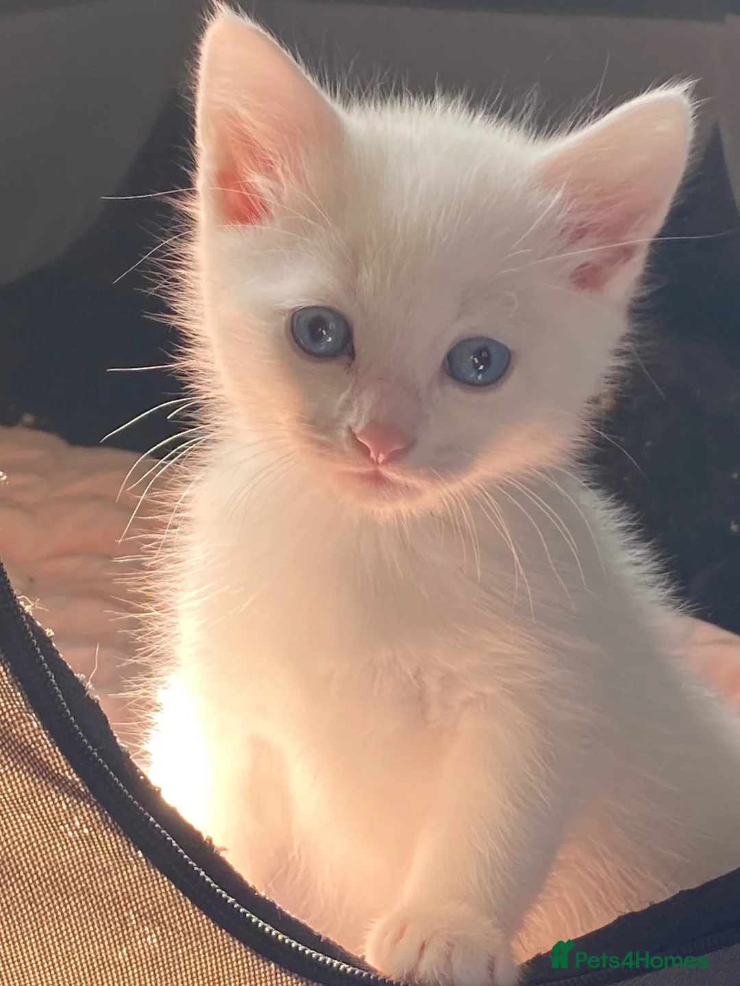 Bengal cats for sale: Snow Bengal/ khao manee kittens - Advert 1