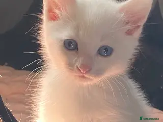 Bengal cats Snow Bengal/ khao manee kittens - Advert 12