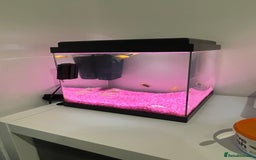 Catfish fish for sale: Fish tank with temperature fish  - Image 6