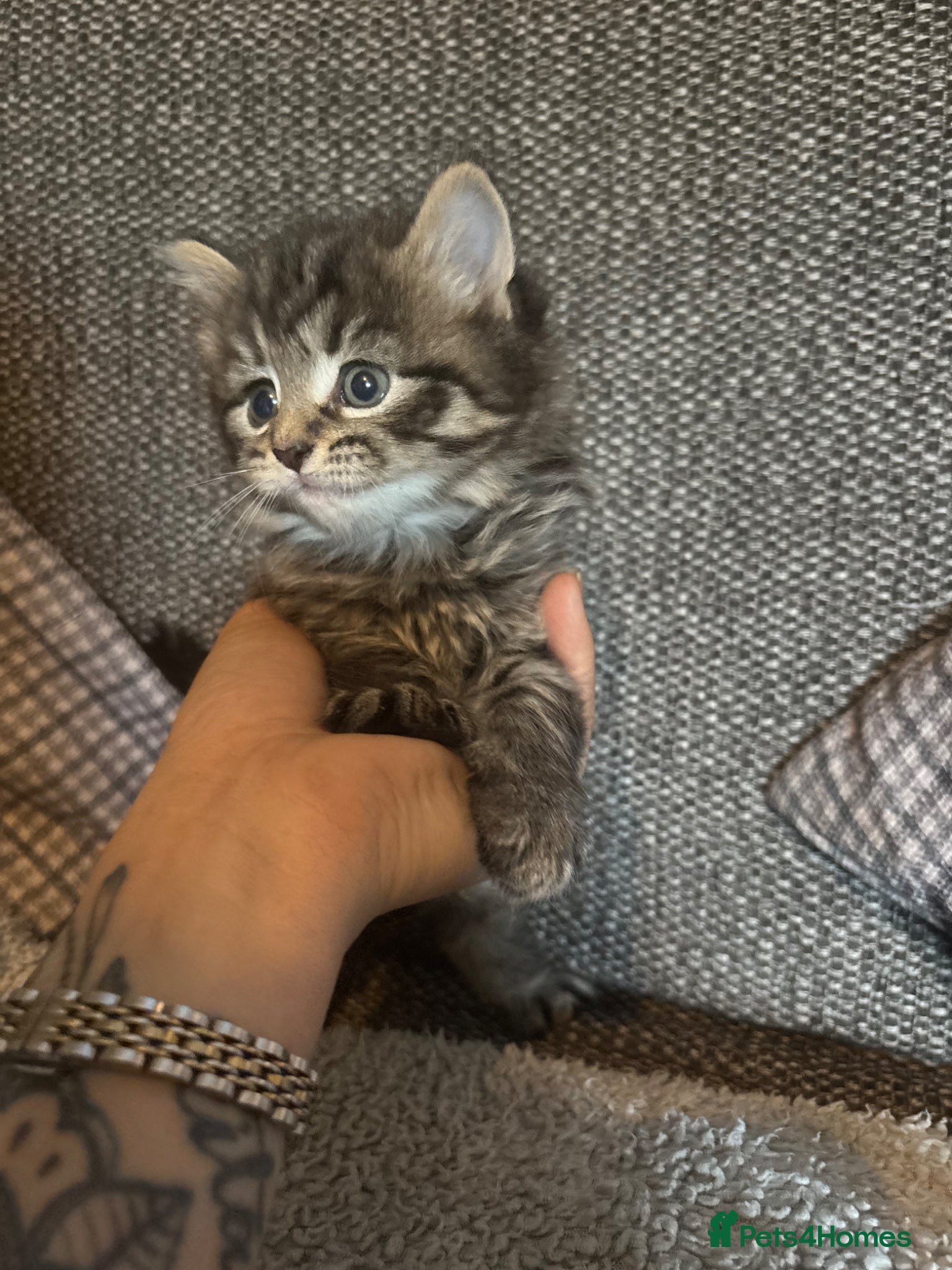 British Longhair Kitten 1