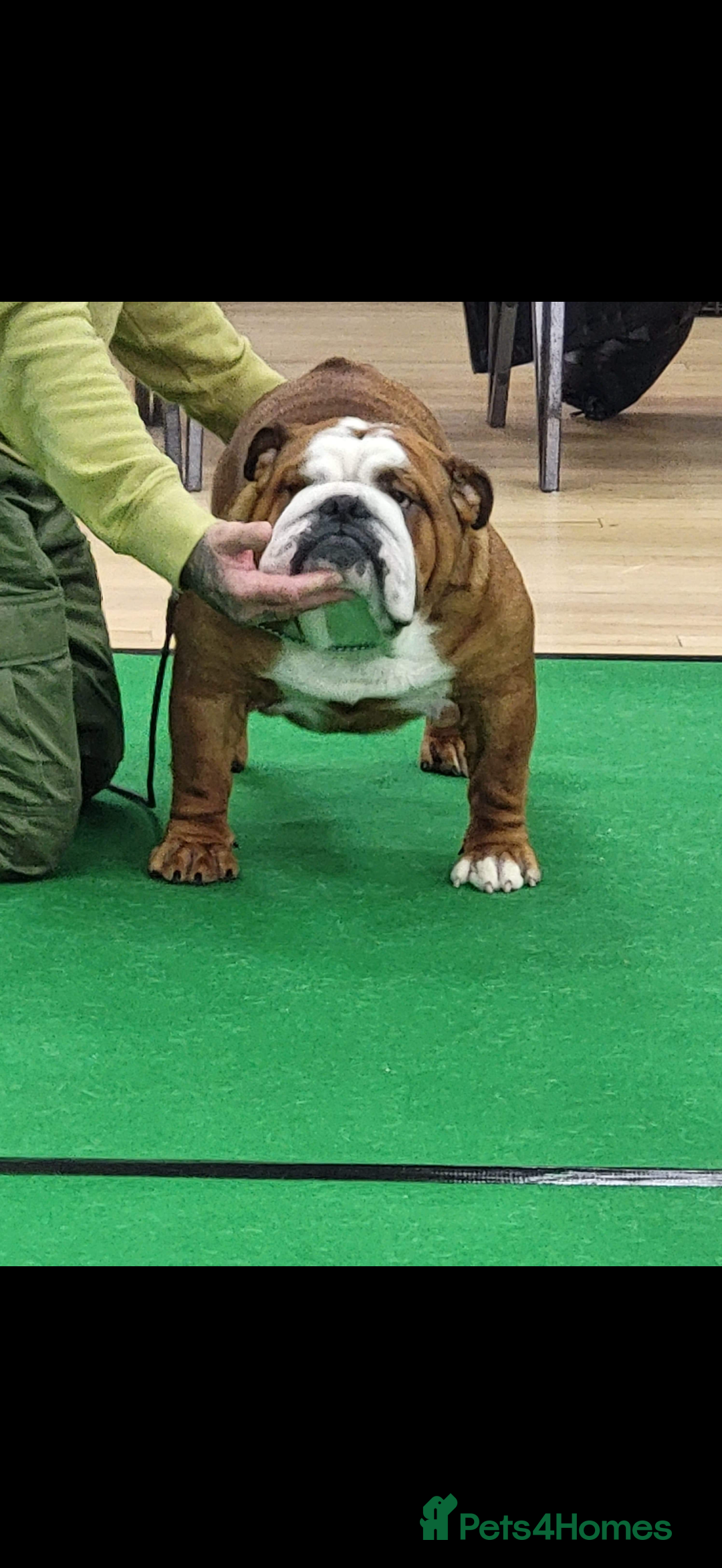 English Bulldog dogs for sale: 🌸❤️ TOP BLOOD LINE ENGLISH BULLDOGS RED AND WHITE - Advert 12