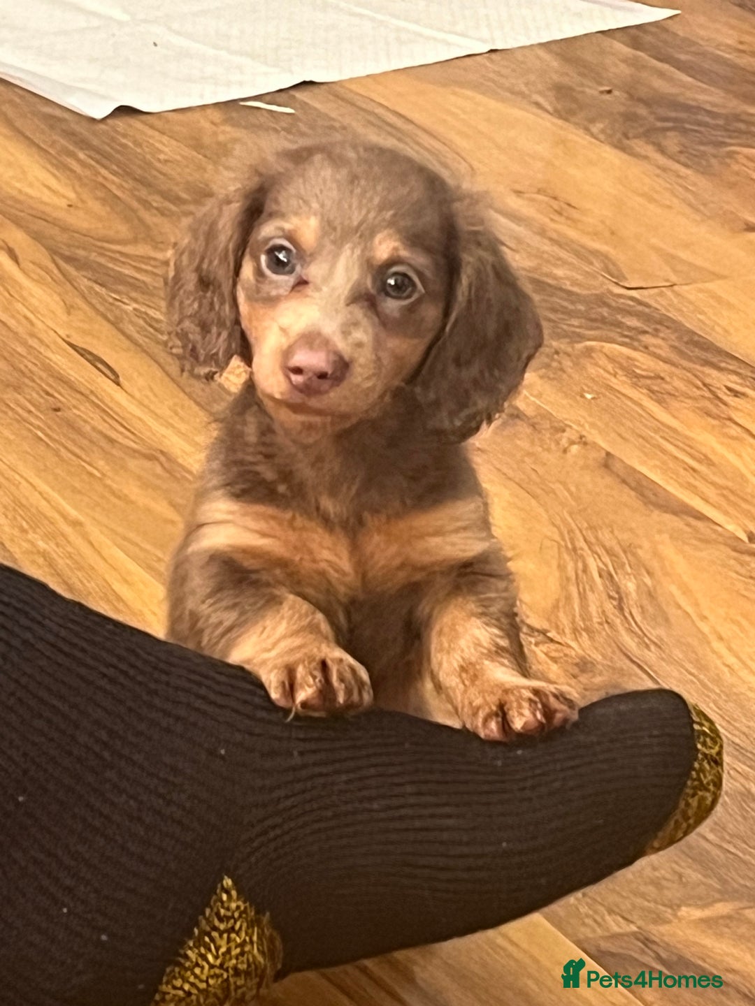Miniature Dachshund dogs for sale: Mini longhaired Isabella/tan Dachshunds VACCINATED - Image 15