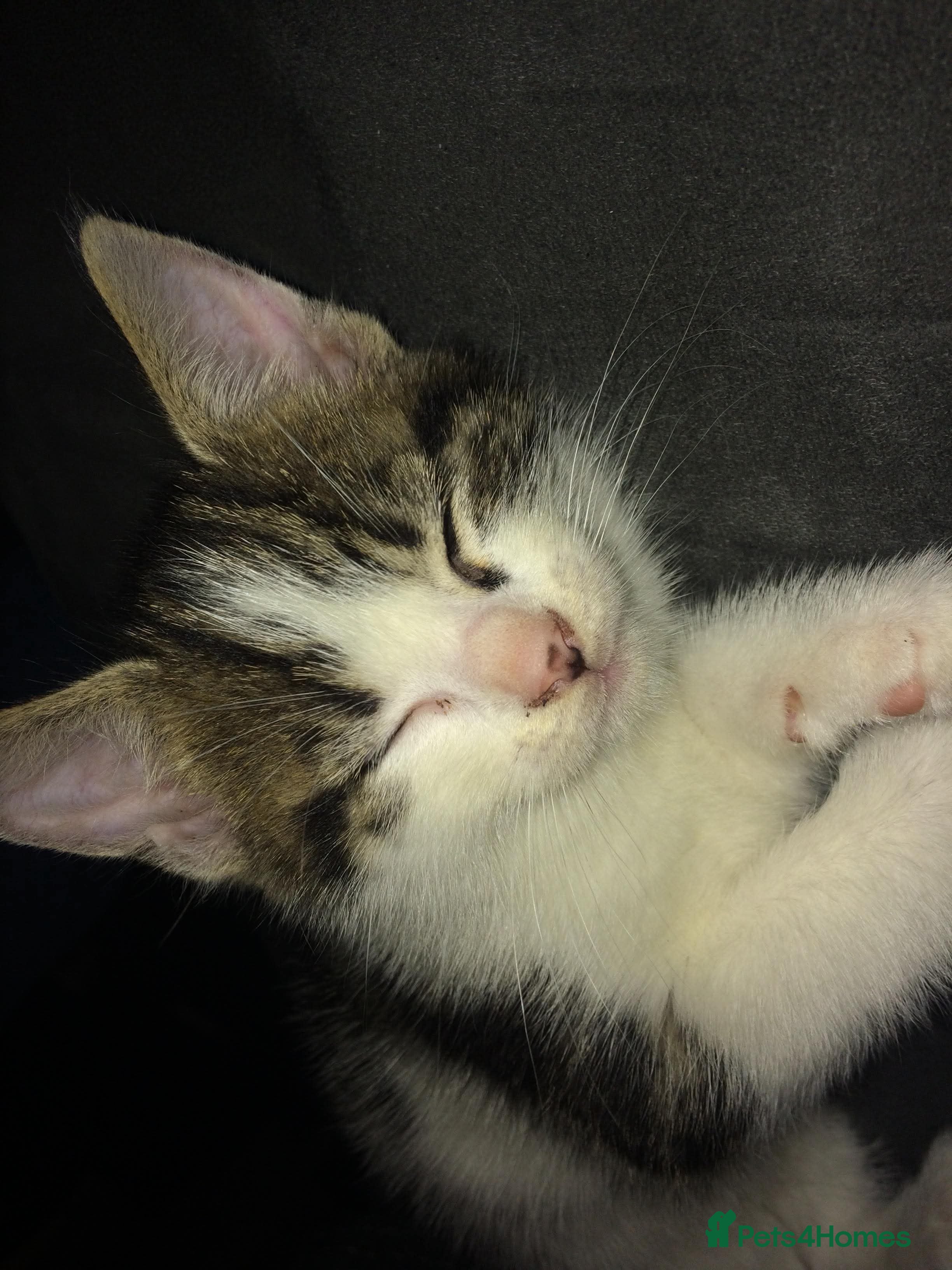 Mixed Breed cats Charlie for sale - Advert 5