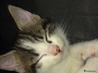 Mixed Breed cats Charlie for sale - Advert 4