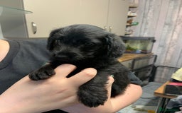 Doxiepoo dogs for sale: Gorgeous Doxipoo puppies  - Image 7