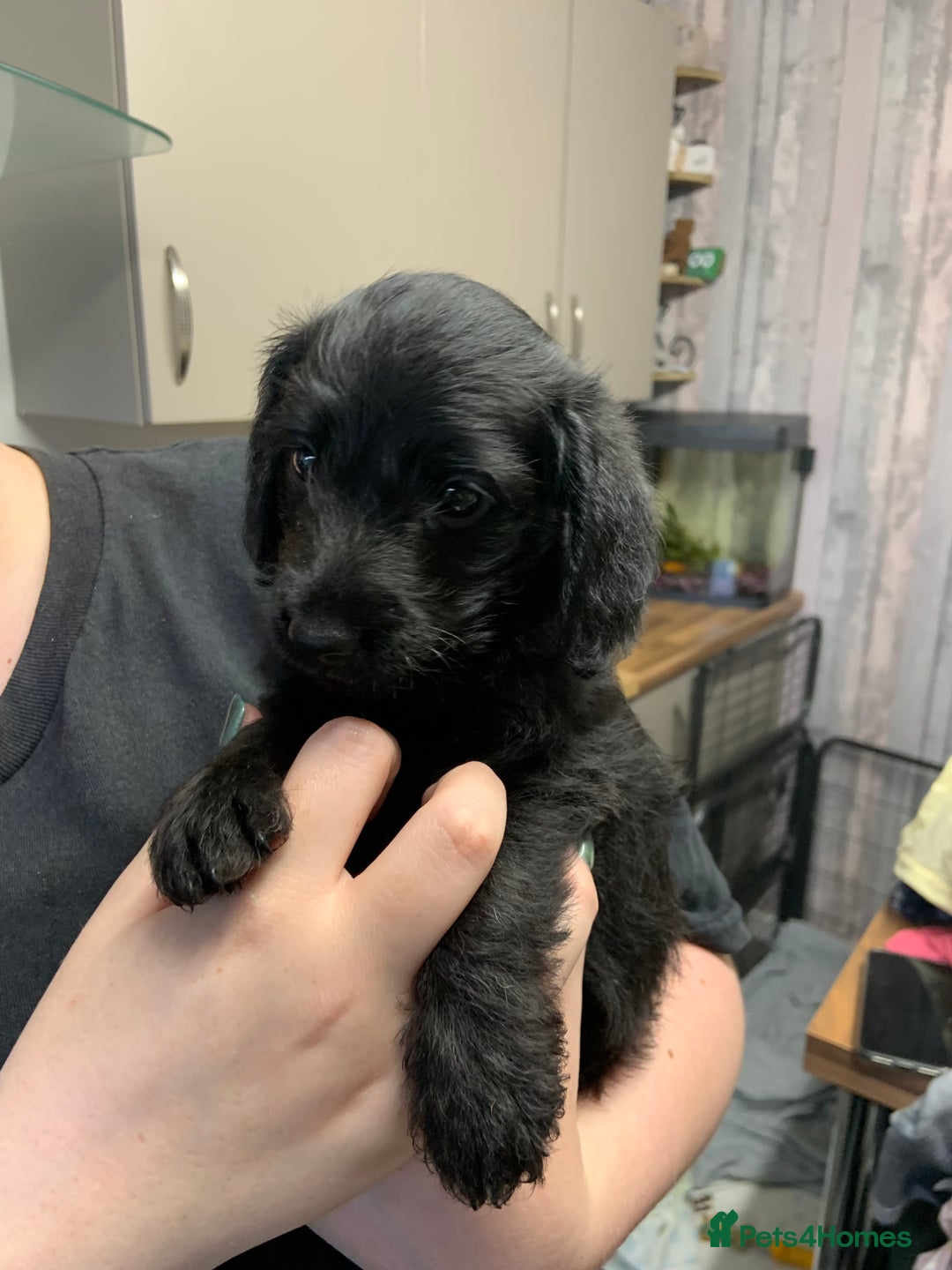 Doxiepoo dogs for sale: Gorgeous Doxipoo puppies  - Image 7
