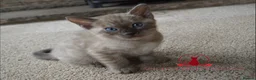 Bengal cats for sale: ✨️ CHAMPION TICA BENGAL KITTENS 🔥 - Advert 17