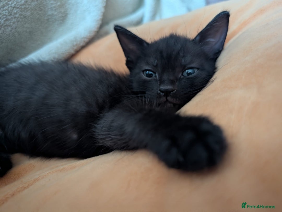 Mixed Breed cats for sale: 3 beautiful 1/4 bengal 1/4 flame nose kittens - Image 3