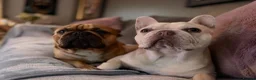 French Bulldog dogs for sale: Beautiful KC Registered French Bulldog Puppies 🐾 - Advert 28