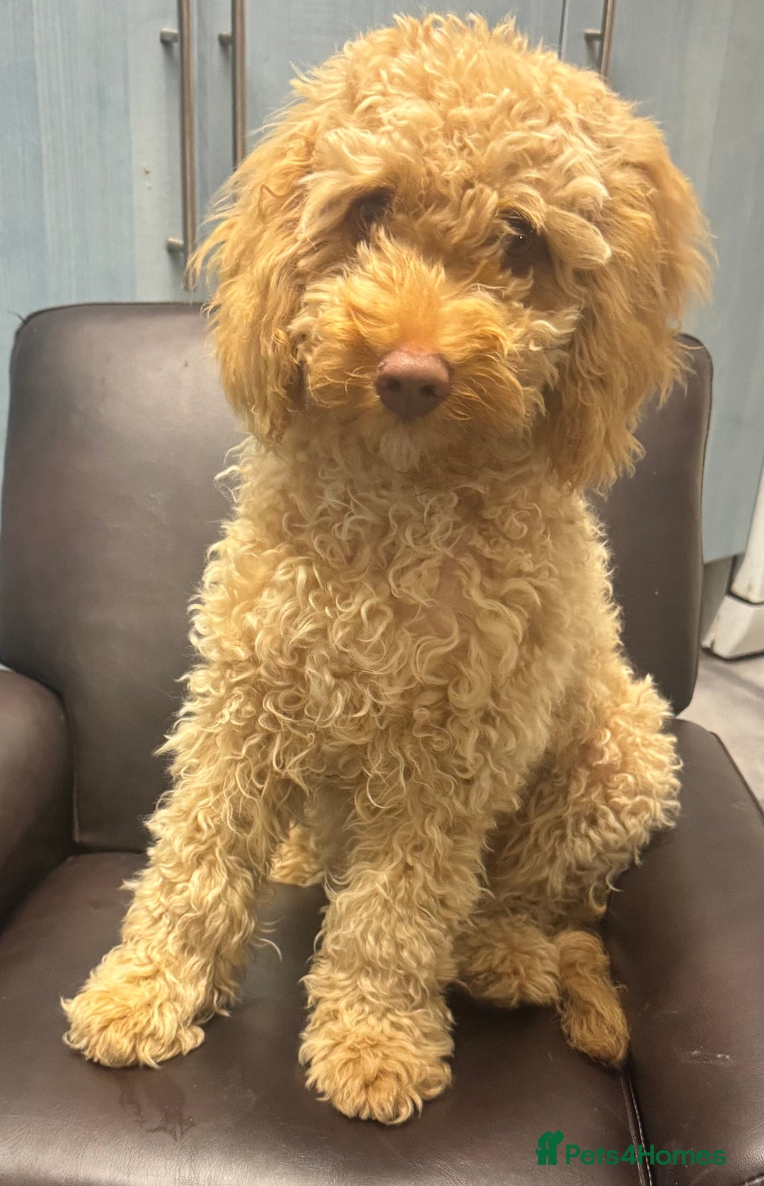 Cavapoo dogs for sale: 8 Month old apricot male cavapoo  - Advert 3