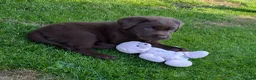 Labrador Retriever dogs for sale: Chocolate Labradors Puppies,Health Tested Parents  - Advert 5