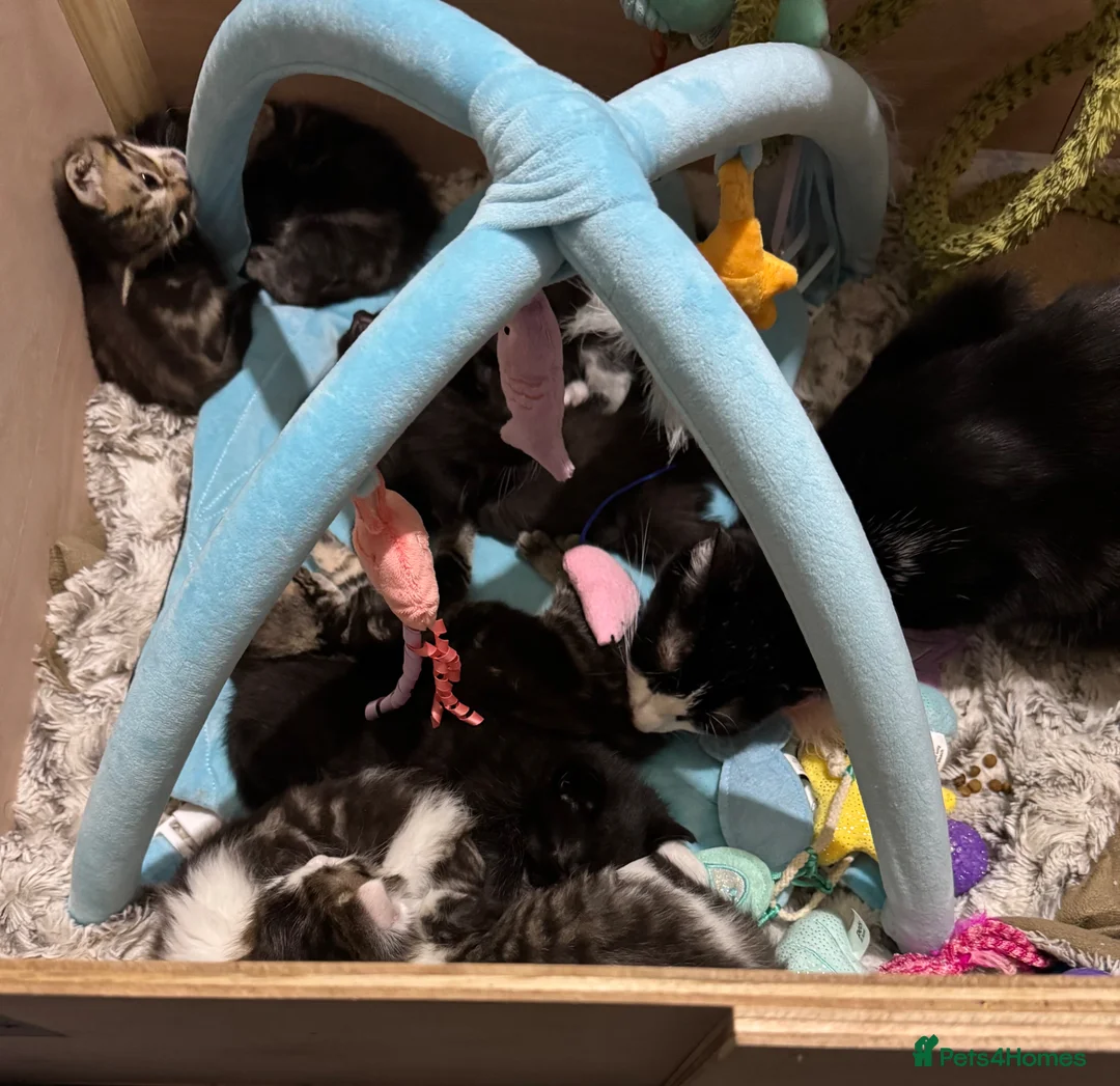 Mixed Breed cats for sale: Kittens ready now - Advert 4