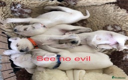 Miniature Schnauzer dogs for sale: KC registered White miniature schnauzers - Image 1