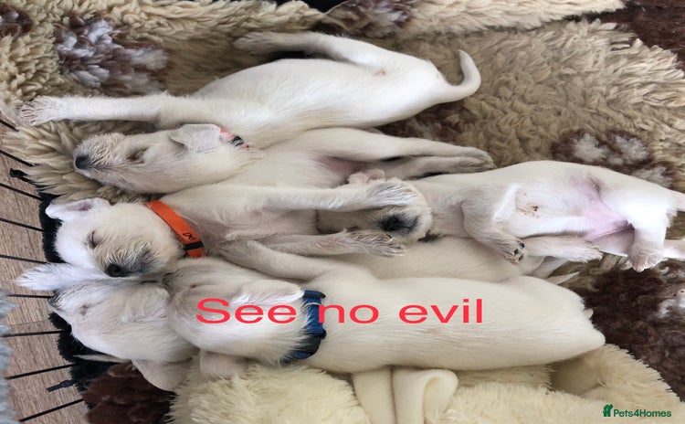 Miniature Schnauzer dogs - Advert 1