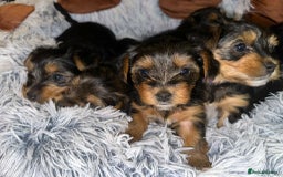 Yorkshire Terrier dogs for sale: 💕🐾Adorable PEDIGREE YORKSHIRE TERRIER Pups🐾💕  - Image 1