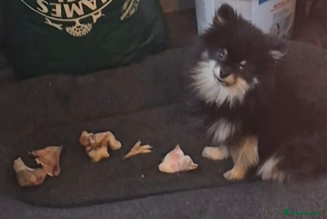 Pomeranian dogs for stud: Very, very sexsy mini Pomeranian 🧸 boys for stud in Boston - Advert 2